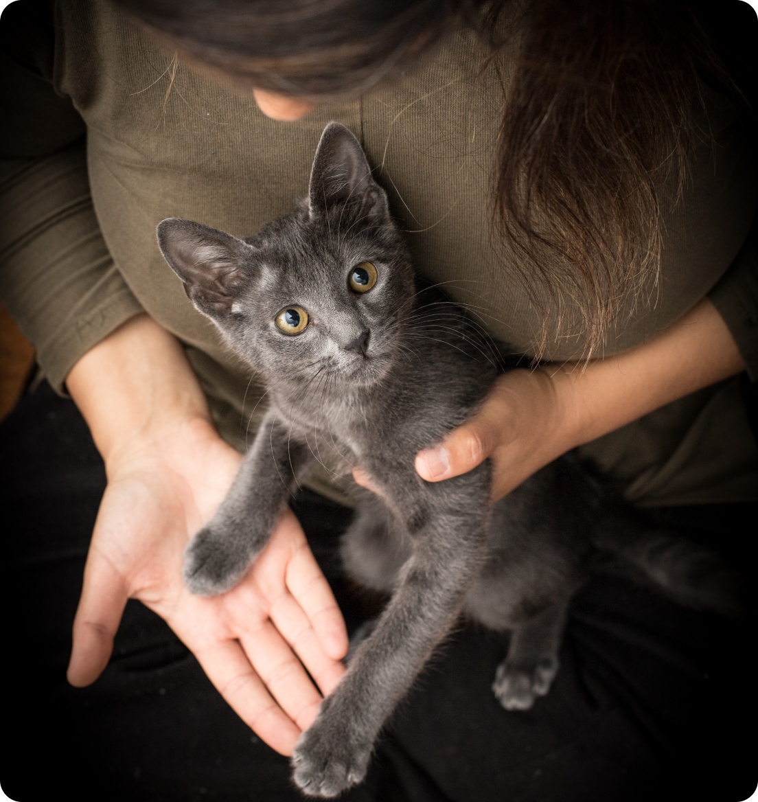 kitten